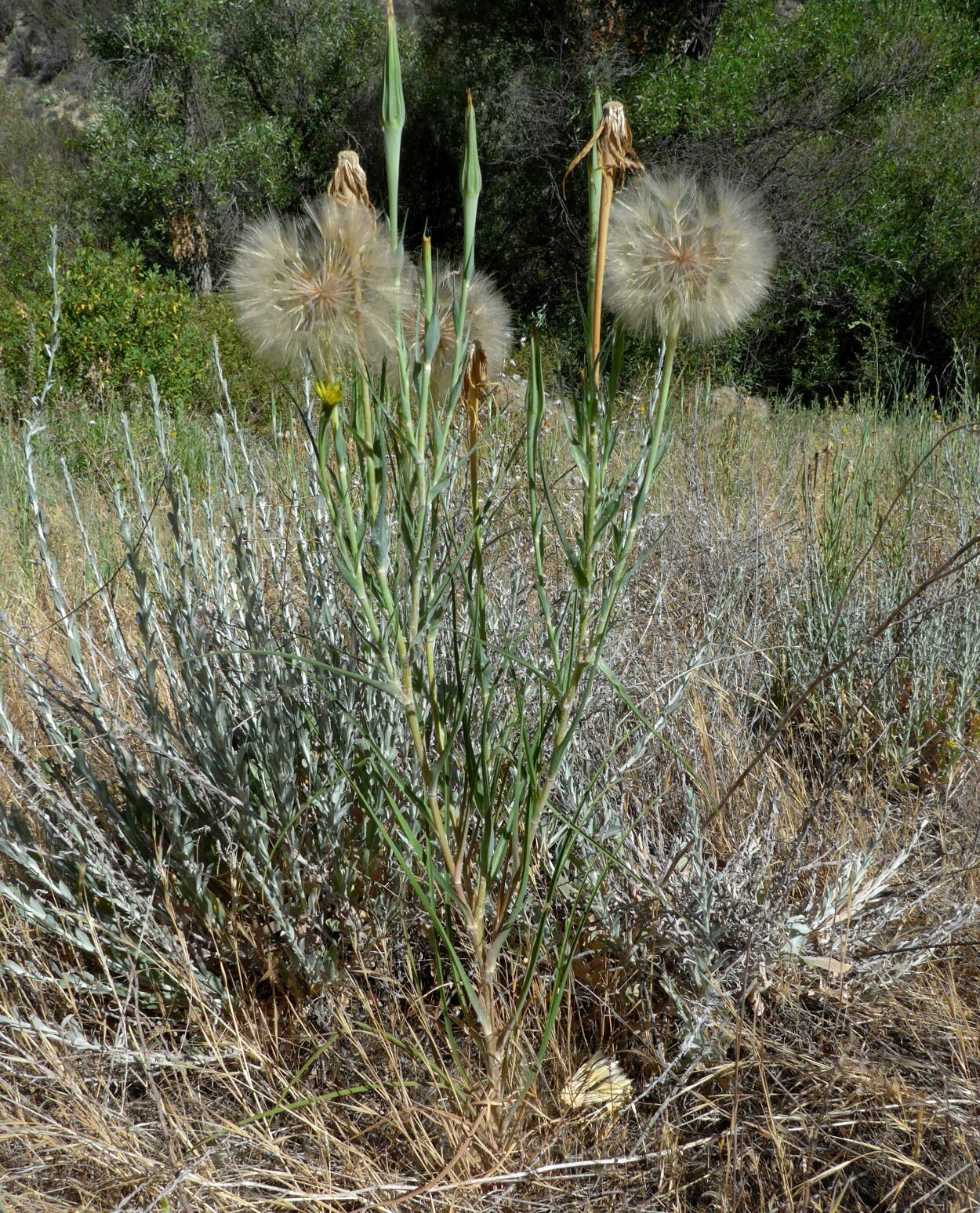 High Resolution Tragopogon dubius Plant